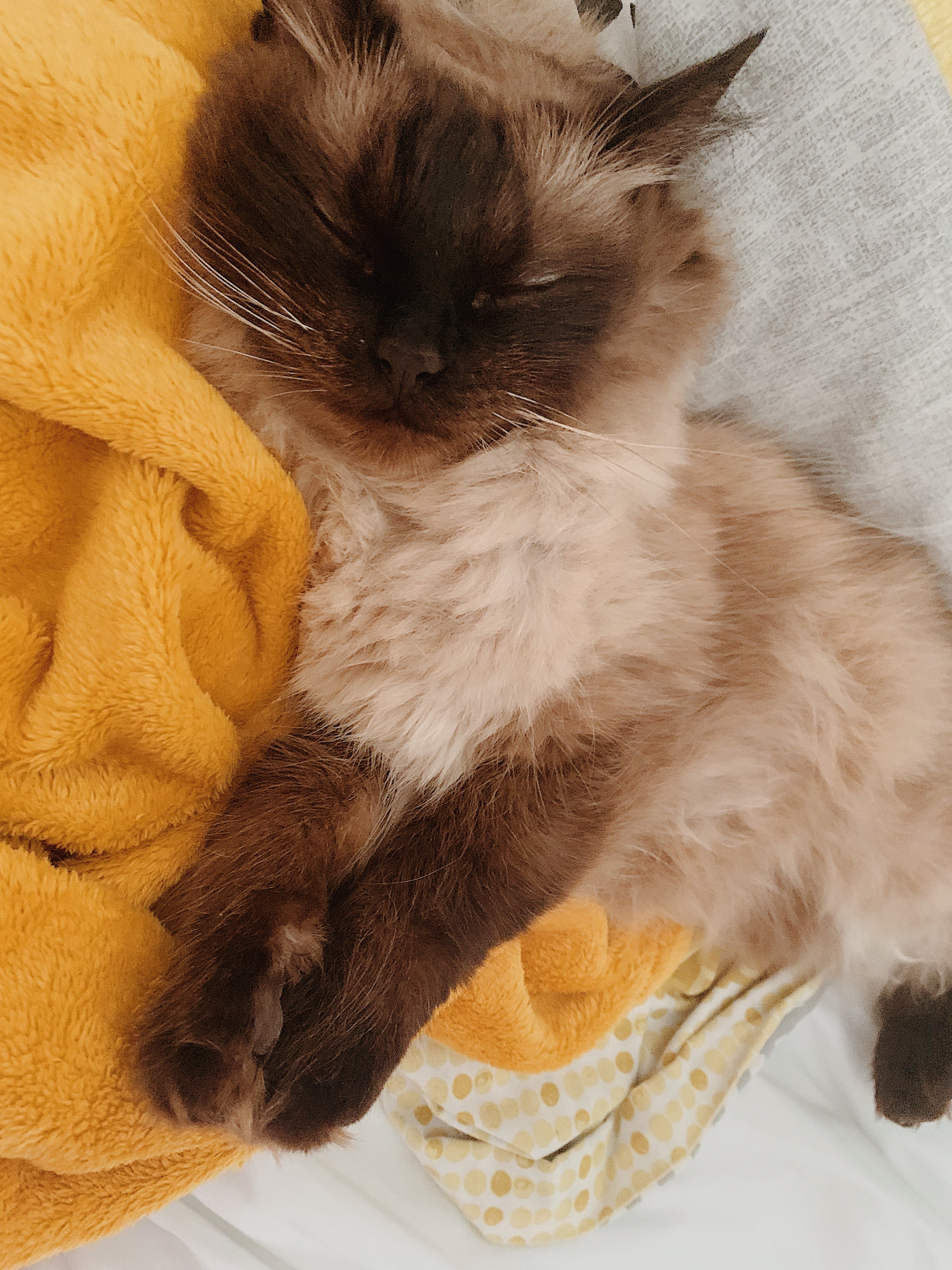 sleepy percy